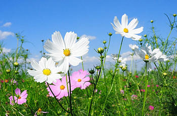 Flowers, Greens, Polyana, Glade, Sunny, Kosmeya, Cosmos HD wallpaper