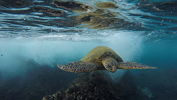 Absolutely beautiful sea turtle, Stunning , Nature's perfection, Treasured creature HD wallpaper