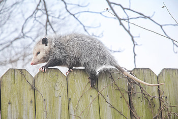 Shy opossum, Secret superhero abilities, Backyard wildlife, Nature's wonders HD wallpaper