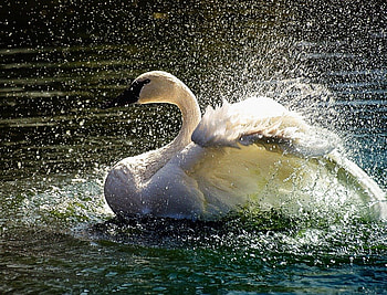 Swan spring shower, swan, bird, water, shower HD wallpaper