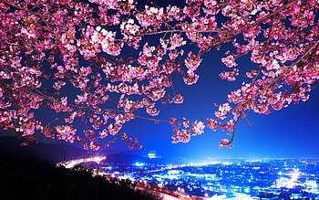 Landscape, Cities, Flowers, Trees, Night HD wallpaper