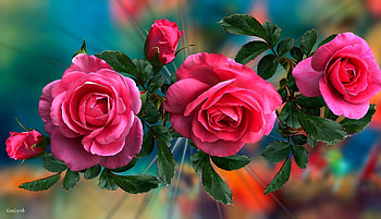 Roses, Three, Flowers, Leaves, Graphics HD wallpaper