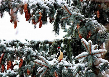 Winter, bird, snow, tree HD wallpaper