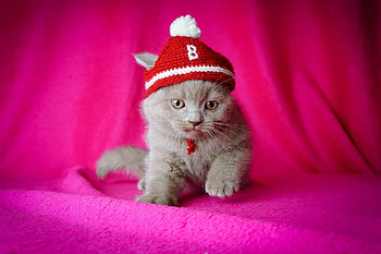 Adorable Kitty, kitten, kitty, cats, cat, cat face HD wallpaper