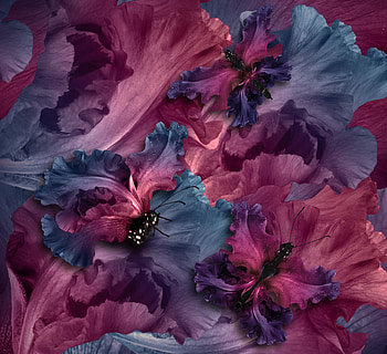 Irises Butterflies, butterfly, animals HD wallpaper