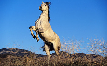 Animals, Steppe, Hooves, Hoof, Gray Horse, Grey Horse HD wallpaper