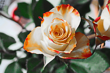 Flowers, Rose Flower, Rose, Petals, Bud HD wallpaper