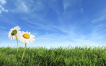 Plants, Flowers, Grass, Camomile HD wallpaper