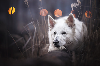 Animal, swiss shepherd HD wallpaper