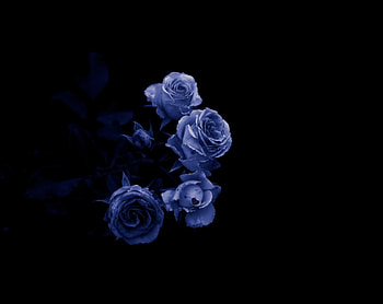 We fell in love with it, period. There he falls in love and nothing else, suddenly., black and blue, roses, blue dreams, nature, two colors HD wallpaper