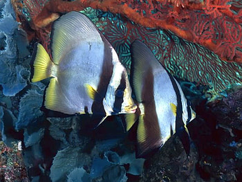 Beautiful Fish, cool, fish, beautiful HD wallpaper