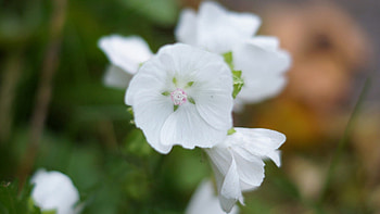 Flowers, Background, Plant, Macro, Light, Light Coloured HD wallpaper
