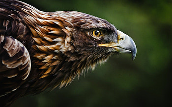 eagle , Breathtaking background , Striking eagle close-ups, Stunning bird graphy HD wallpaper
