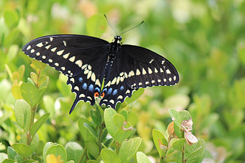 Butterfly, black, nature, , spots HD wallpaper