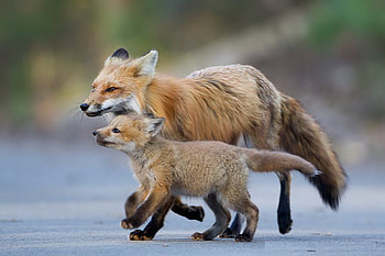 It's my mom!, cub, animals, red, mother, nature, wild, fox HD wallpaper
