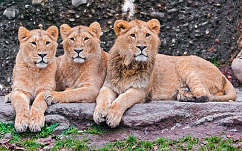Three Lion Lounging, cats, land, fur, tan, animals, lions, mouth, white, eyes, grass, large, paws, rocks, wiskers, gray, green, nature HD wallpaper