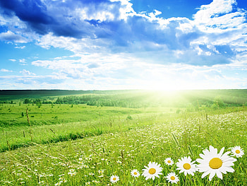 Landscape, Flowers, Sky, Sun HD wallpaper