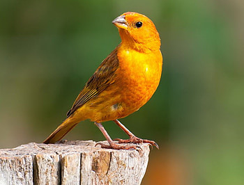 Wild canary, canary, yellow, stump, wild, gold HD wallpaper