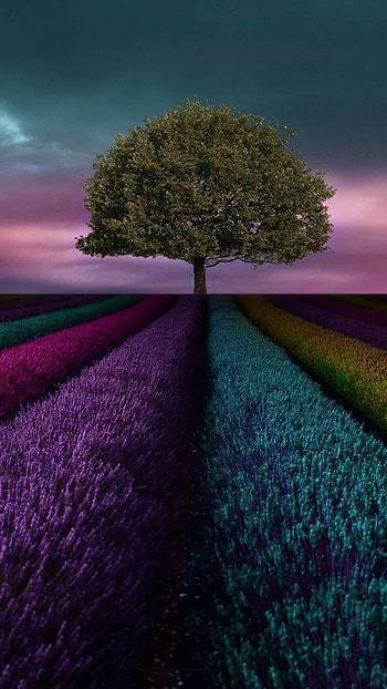 Tree in Colorful Field, tree, colorful, colors, field, fantasy, landscape, fantasy landscape HD phone wallpaper