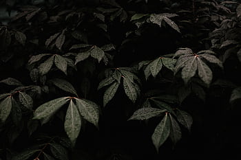 Dark moody leaves covered in dewdrops after rain, showcasing nature's texture. HD wallpaper