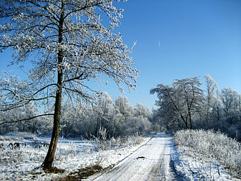 *** Winter ***, blue, winter, beautiful, tree, snow, trees, road, nature, sky HD wallpaper