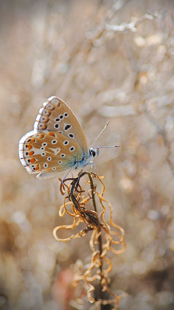 Polyommatus amandus, Butterflies HD phone wallpaper