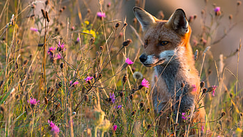 Fox, cute, animal, nature HD wallpaper