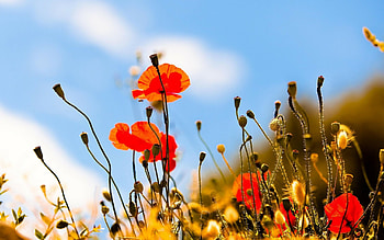 Poppy Flower, Poppies 2 , Flower , Nature backdrop HD wallpaper