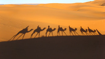 desert shadows, camel, shadow, caravans, graphy, desert HD wallpaper