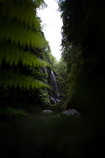 Nature, Dark, Waterfall, Vegetation, Jungle HD phone wallpaper