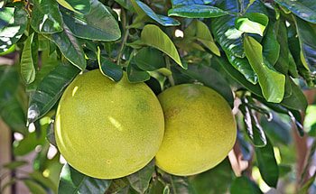 Pomelo tree, Planting tips, Beautiful garden, Easy care HD wallpaper