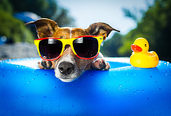 Dog Wearing Sunglasses, dog, animals, funny, glasses, sunglasses HD wallpaper