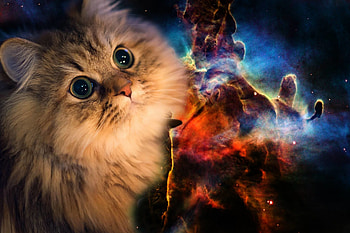 Collection of Galaxy Cat on Galaxy cat ) HD wallpaper