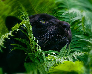 BIG CAT, cat, black, dark, beauty HD wallpaper