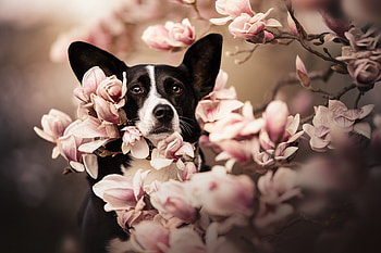 :), flower, dog, pink, black, spring, magnolia, caine HD wallpaper