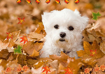 Autumn Puppy, animal, dog, puppy, leaves, autumn HD wallpaper