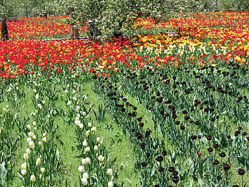 tulip garden, garden, nature, flowers, tulips HD wallpaper