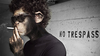 funny smoking monkey like banksy HD wallpaper