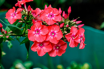 Phlox flower, summer, flower, red, garden, beautiful, phlox HD wallpaper