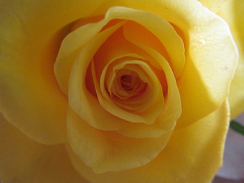 Yellow Rose of Texas, Roses, Yellow, Plants, Flowers, Blooms, Floral HD wallpaper