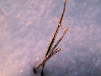 grass, winter, macro, snow HD wallpaper