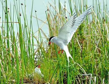 Animals, Birds, Grass, Flight, Wave, Sweep HD wallpaper