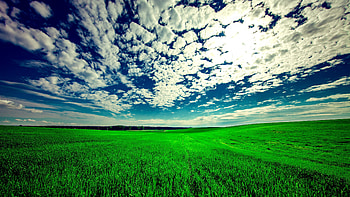 Grassland nature, Field landscape, Sunny day beauty, que scenery HD wallpaper