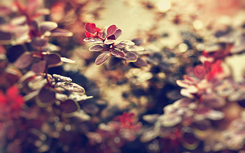 Grass, Background, Leaves, Plant, Macro, Blur, Smooth HD wallpaper