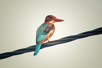 Animals, Bird, Multicolored, Motley, Kingfisher HD wallpaper