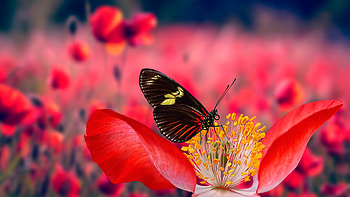 Yellow Black Lines Butterfly On Flower Filament In Blur Red Poppy Flowers Field Background Butterfly HD wallpaper