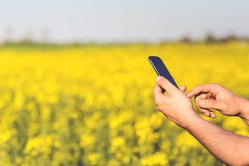 Hands using a smart in a yellow blooming field under a clear spring sky. HD wallpaper