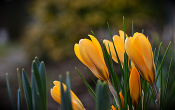 Yellow crocus, close up, plants, grass HD wallpaper