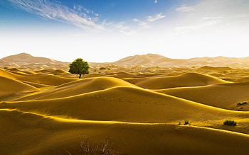 Desert, sand, dunes, tree HD wallpaper