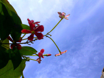 Flowers and sky, and sky, nature, flowers HD wallpaper